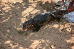 Image of Common Water Monitor