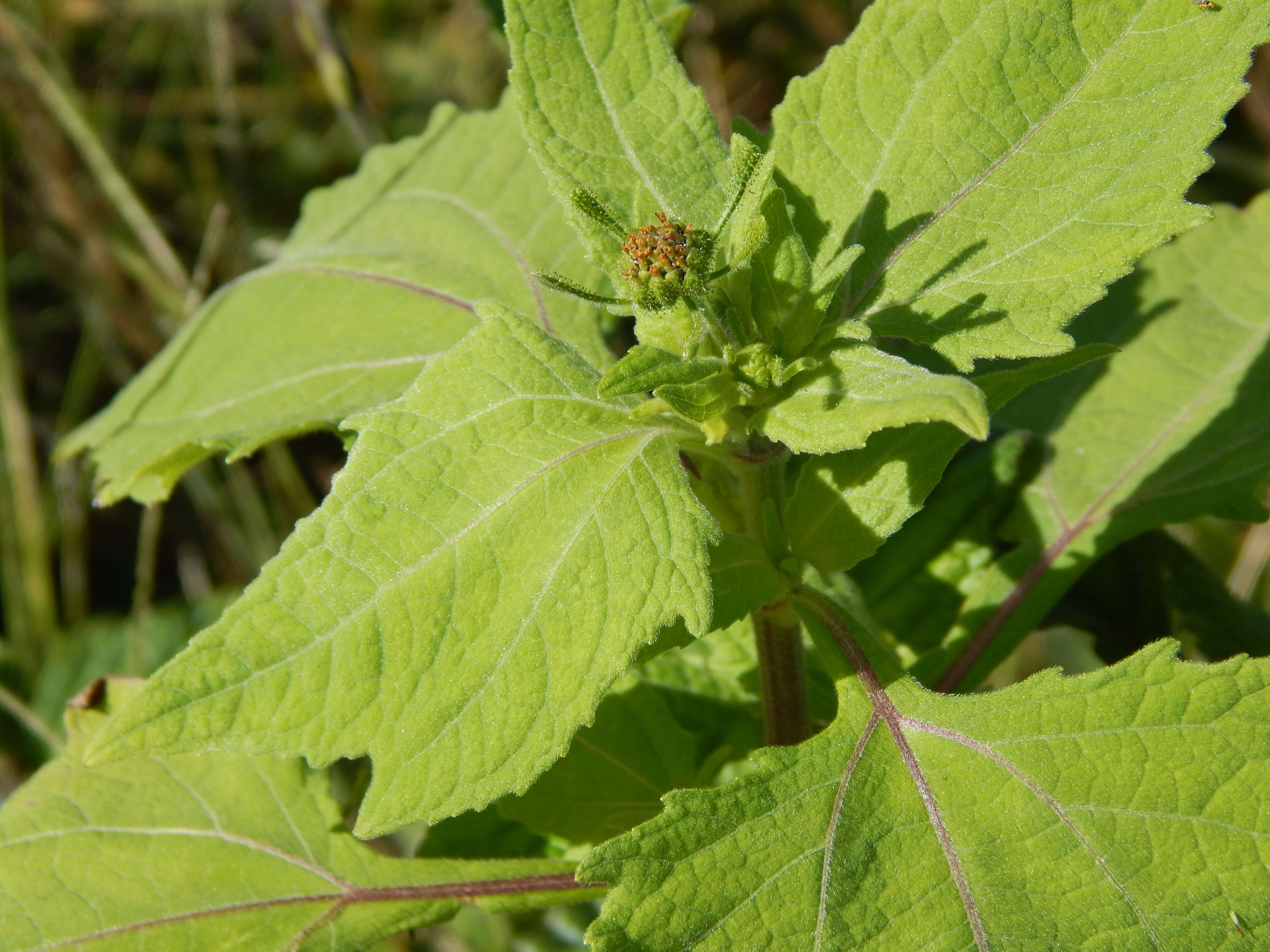 Image of common St. Paul's wort