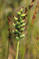 Image of Green Woodland Orchid