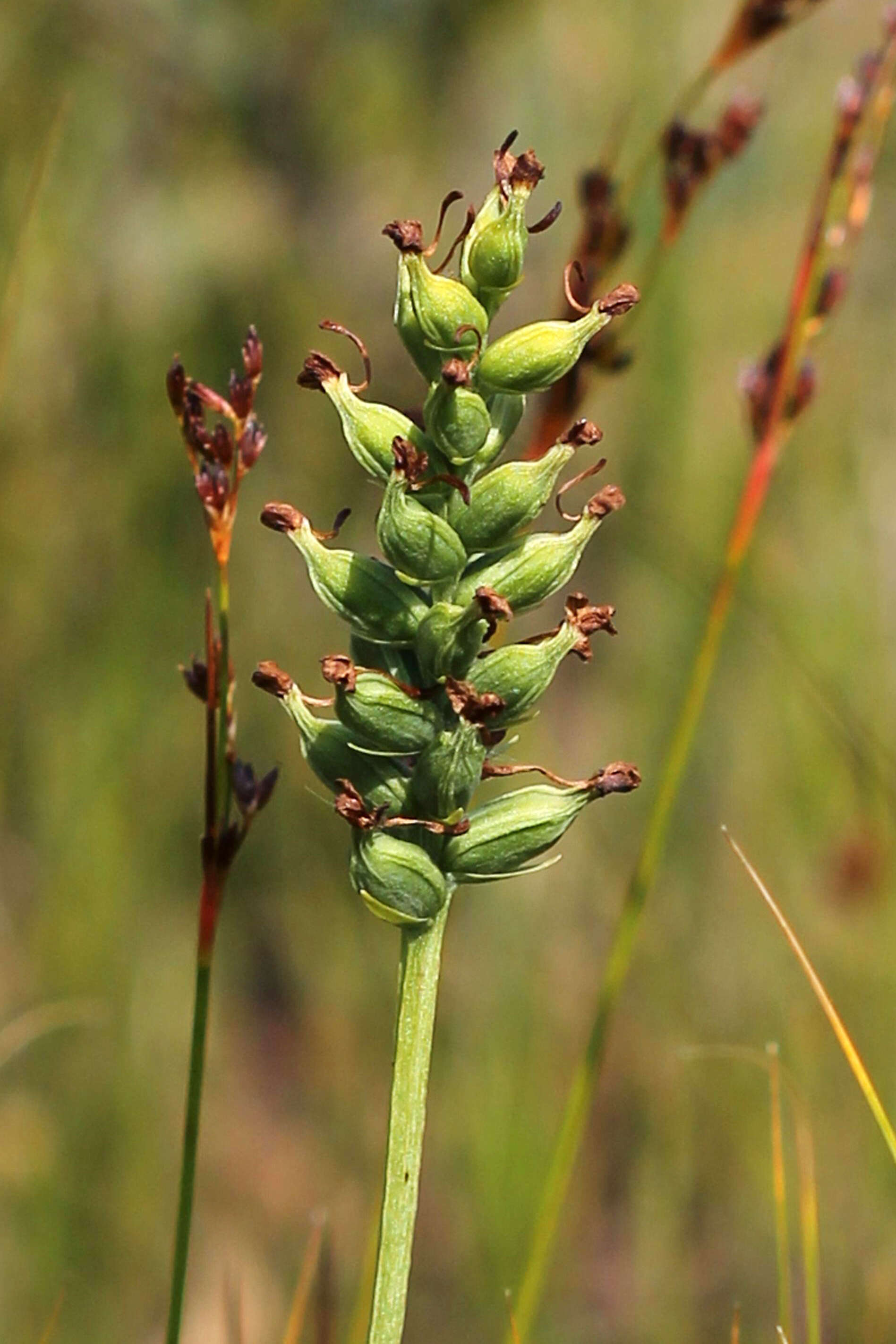 Image of Green Woodland Orchid