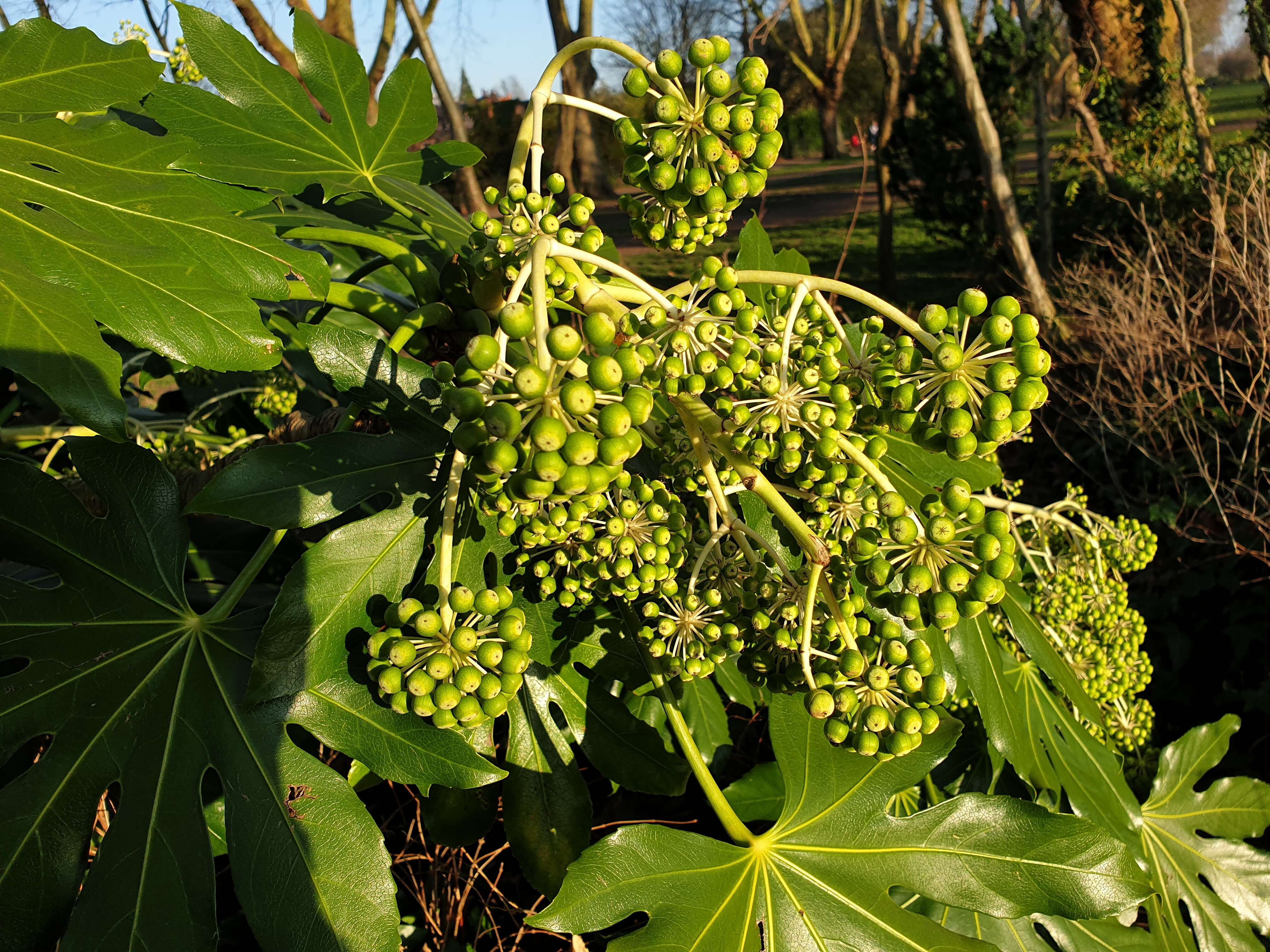 Image of fatsia