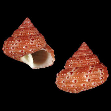 Image of Clanculus buijsei Poppe, Tagaro & Dekker 2006