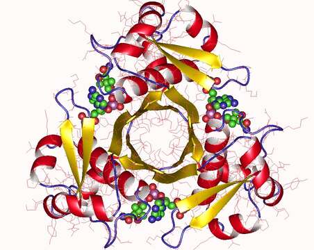 صورة Helicobacteraceae