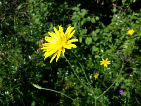 Image of black salsify