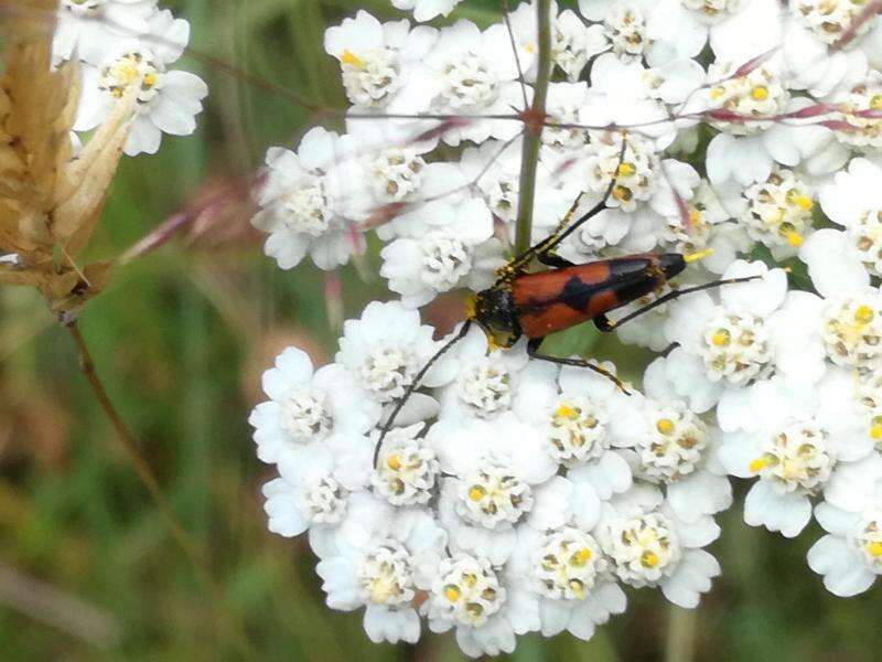 Image of Stenurella (Priscostenurella) bifasciata (Müller 1776)