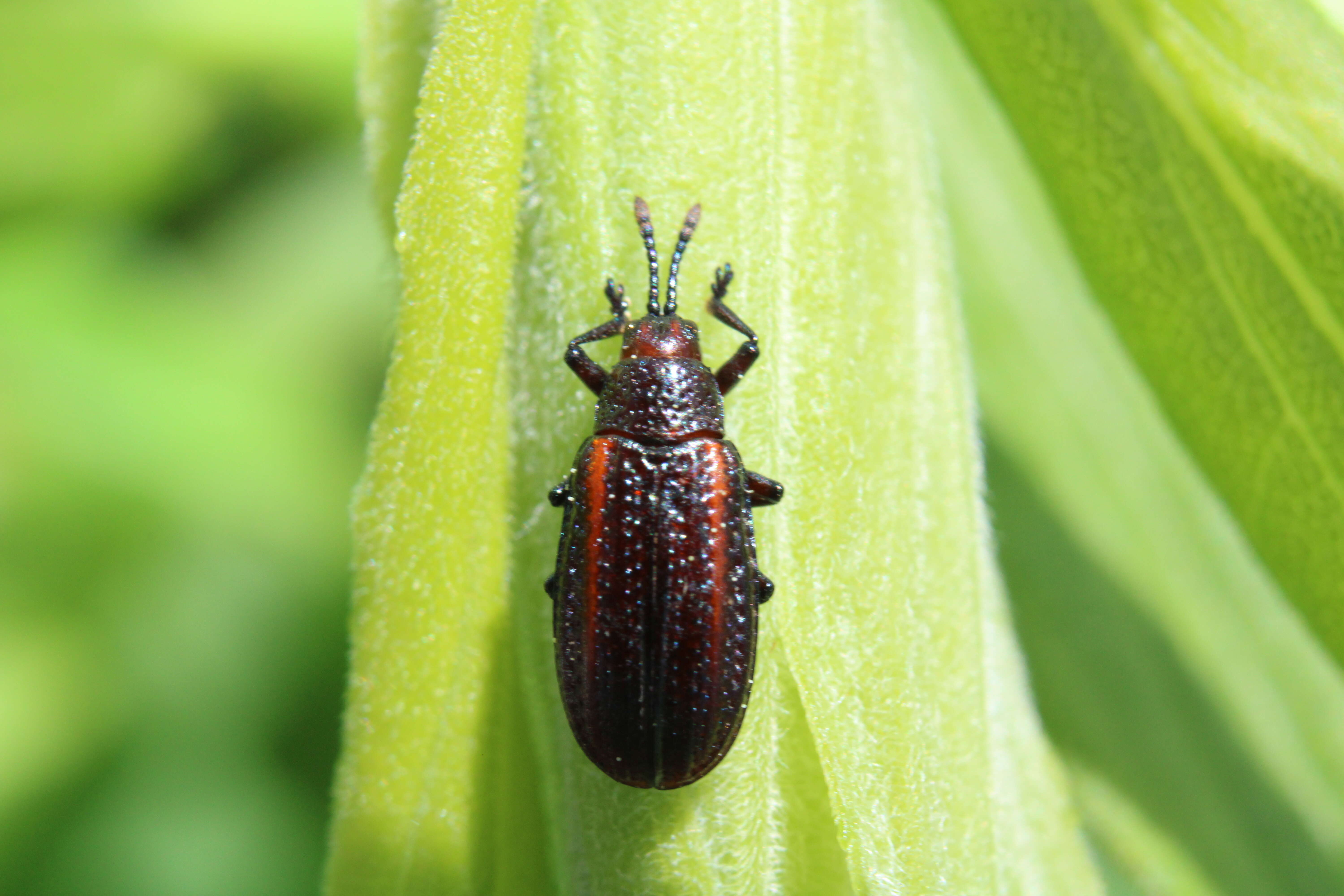 Microrhopala vittata (Fabricius 1798)的圖片