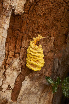 Image of Bracket Fungus