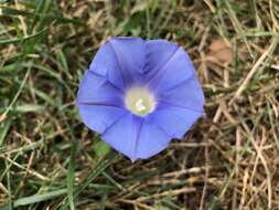 Image of Ivyleaf morning-glory