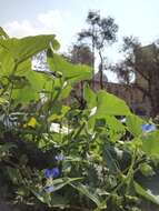 Image of Asiatic dayflower