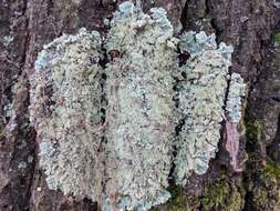 Image of Common greenshield lichen