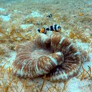 Image of Saddleback clownfish