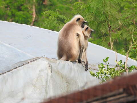 Image of Dussumier's Malabar Langur