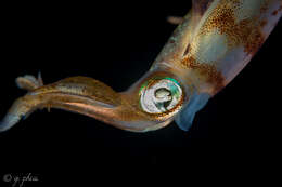 Image of Caribbean reef squid