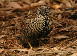 Image of Black-breasted Button-quail