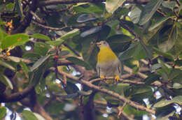 Image of Yellow-footed Green Pigeon