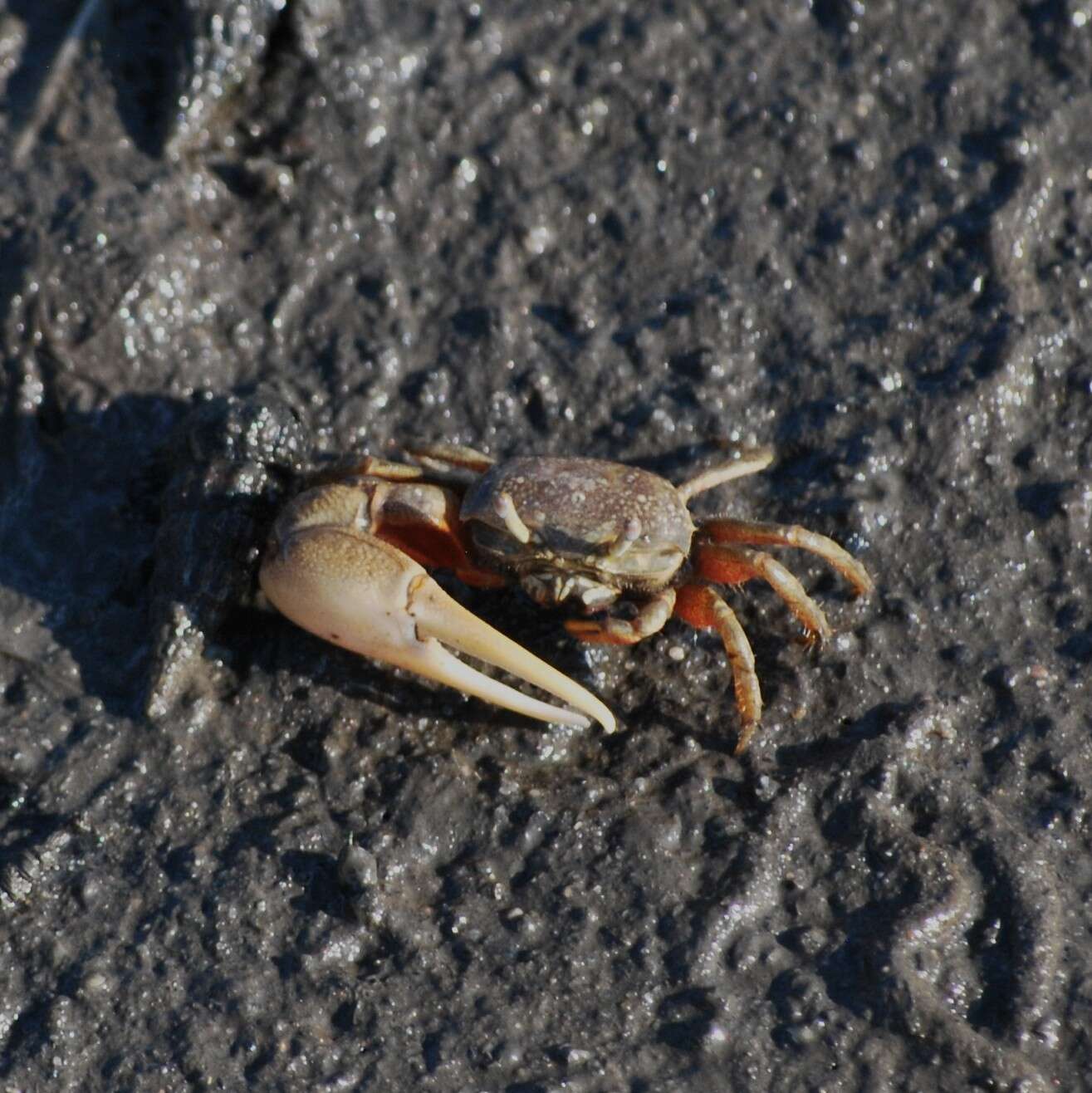 Image of fiddler crabs and ghost crabs