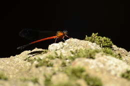 Image of Euphaea cardinalis (Fraser 1924)