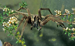 Image of Dolomedes minor L. Koch 1876