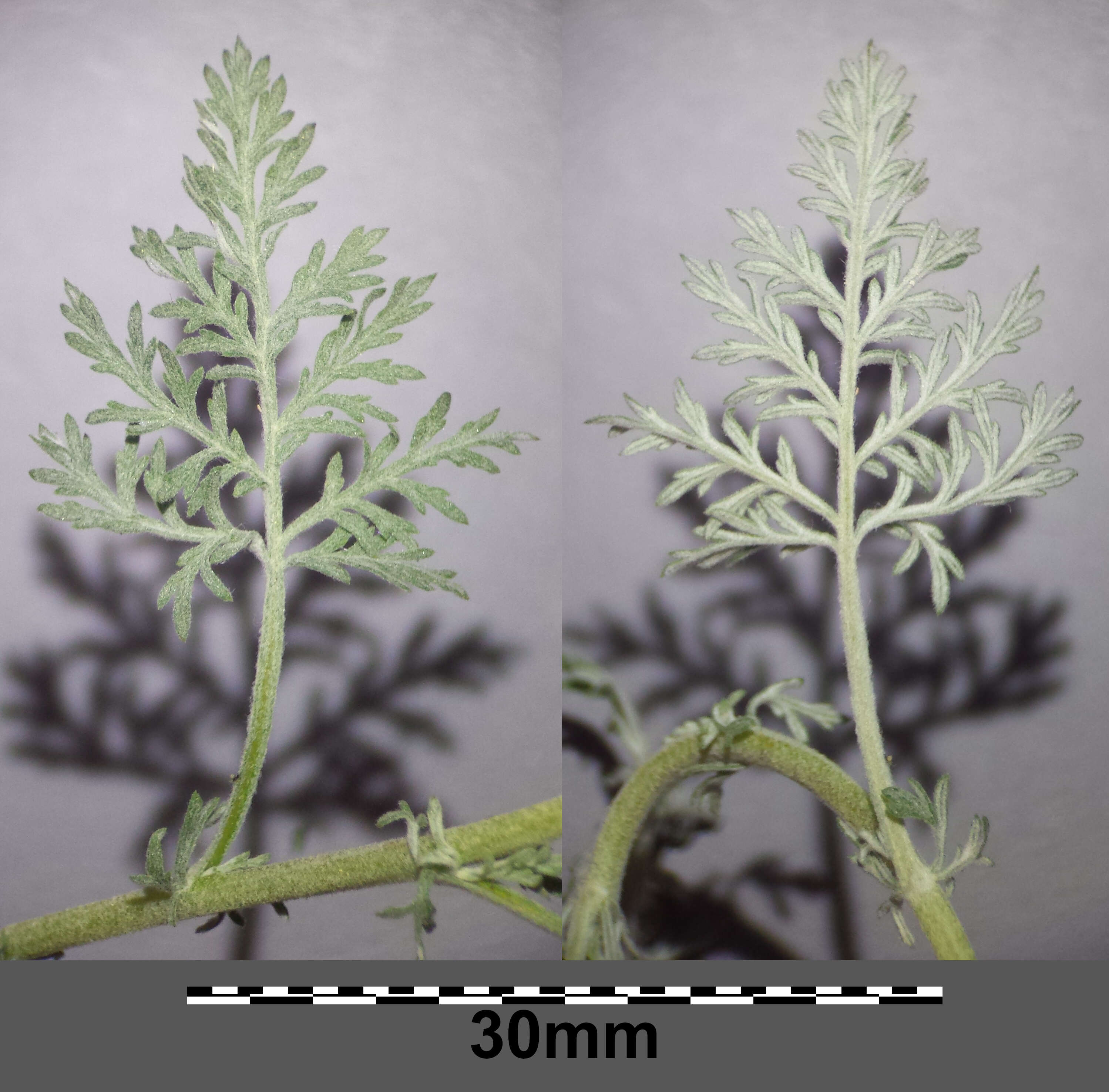 Image of Roman wormwood