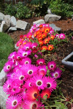 Image of Cleretum bellidiforme (Burman fil.) G. D. Rowley