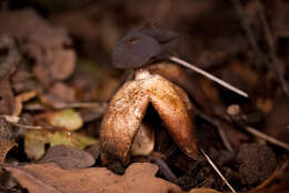 Imagem de Geastrum fornicatum (Huds.) Hook. 1821