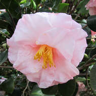 Image of Camellia sasanqua