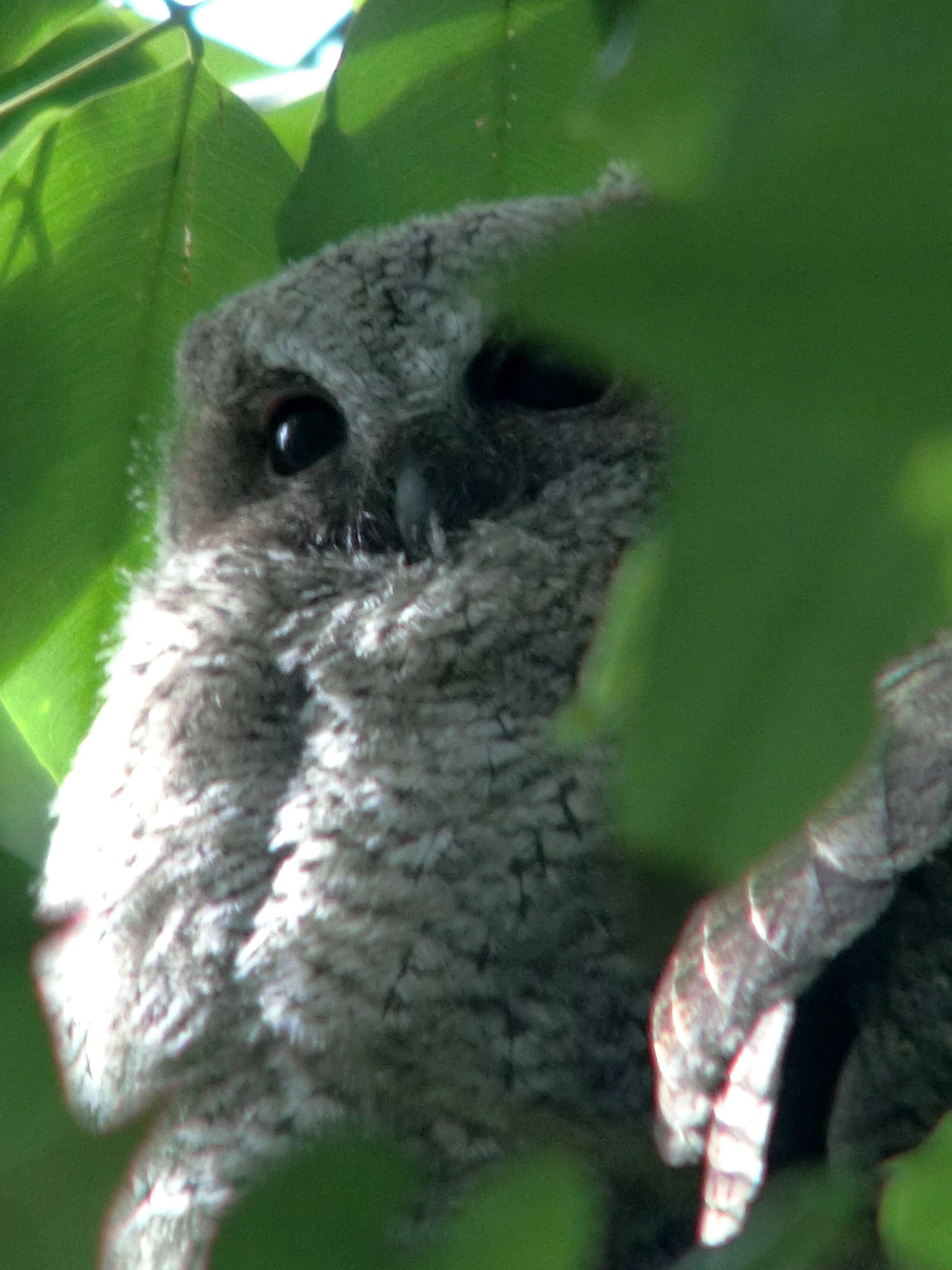 Image of Collared Scops Owl