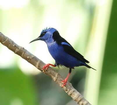 Image of Honeycreeper