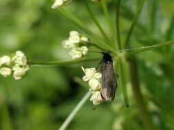 Image of Adela reaumurella