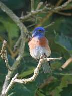 Image of Western Bluebird