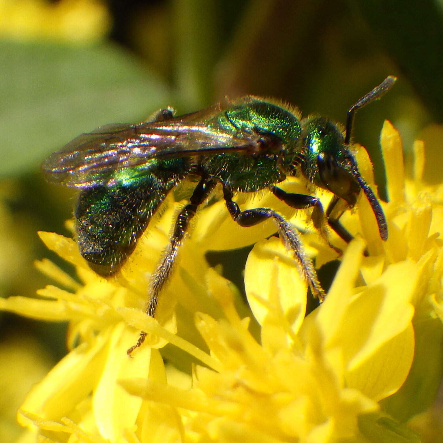 Image of Augochlorella aurata (Smith 1853)