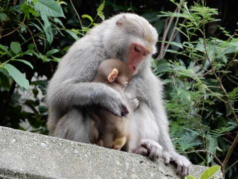 Image of Taiwan macaque