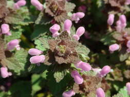 Image of purple archangel