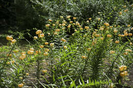 Image of Henry's lily