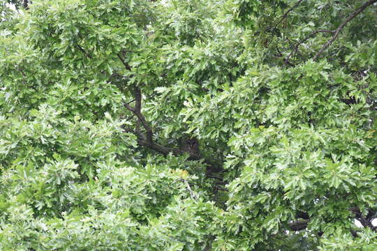 Image of Barred Owl