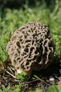 Imagem de Morchella esculenta (L.) Pers. 1801