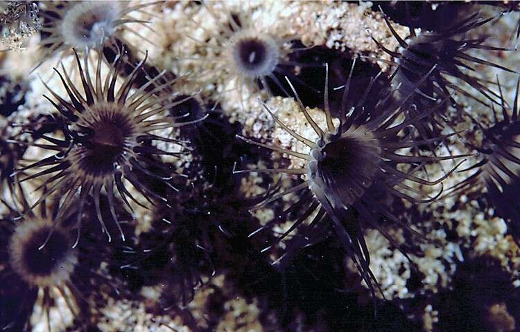 Image of Terrazoanthus Reimer & Fujii 2010