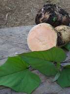 Image of sweet potato