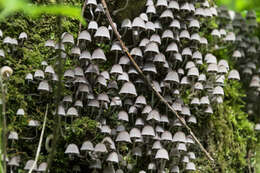 Image of Trooping Inkcaps