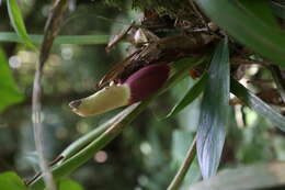 Image of philodendron