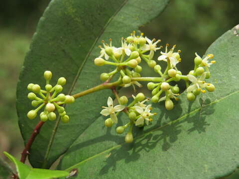 Image of Zanthoxylum ovalifolium Wight