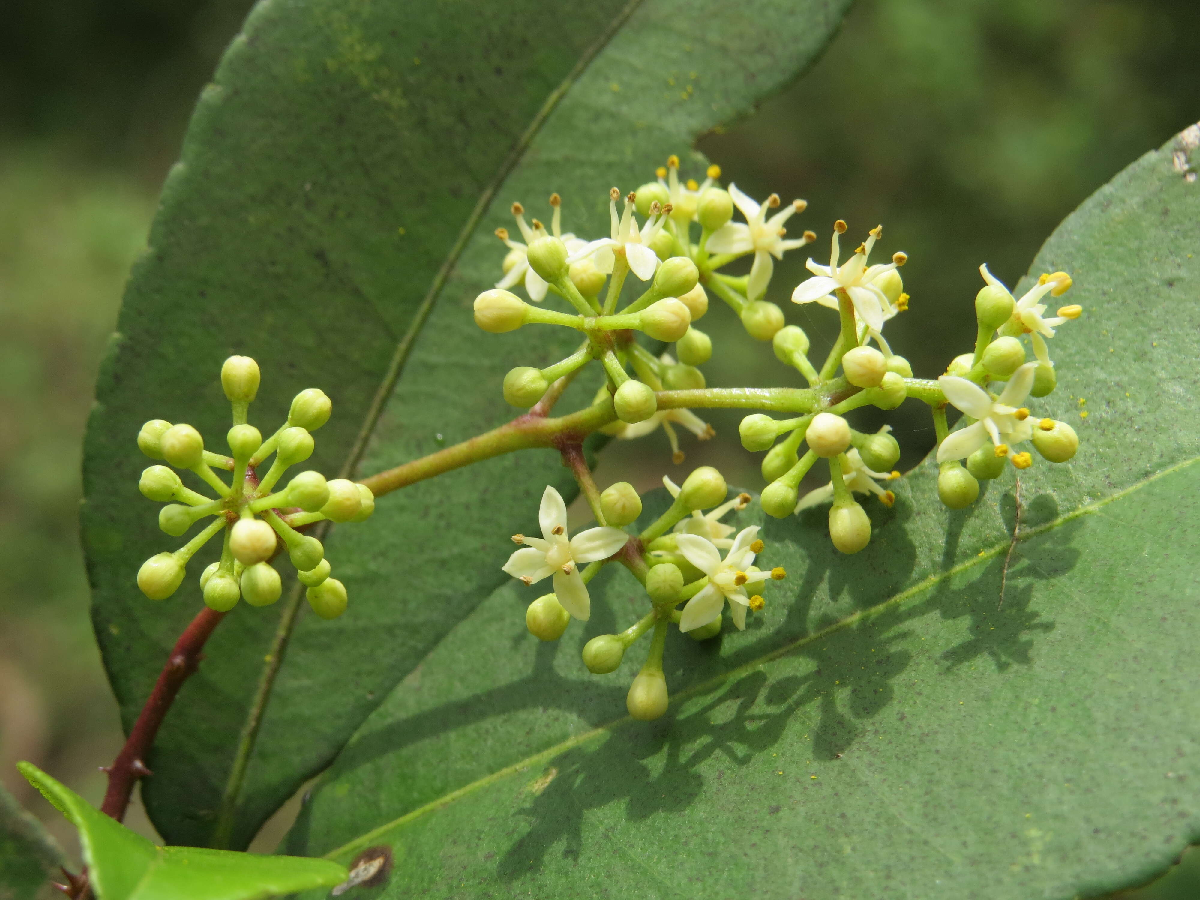 Image de Zanthoxylum ovalifolium Wight