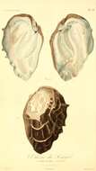 Image de Etheria elliptica Lamarck 1807