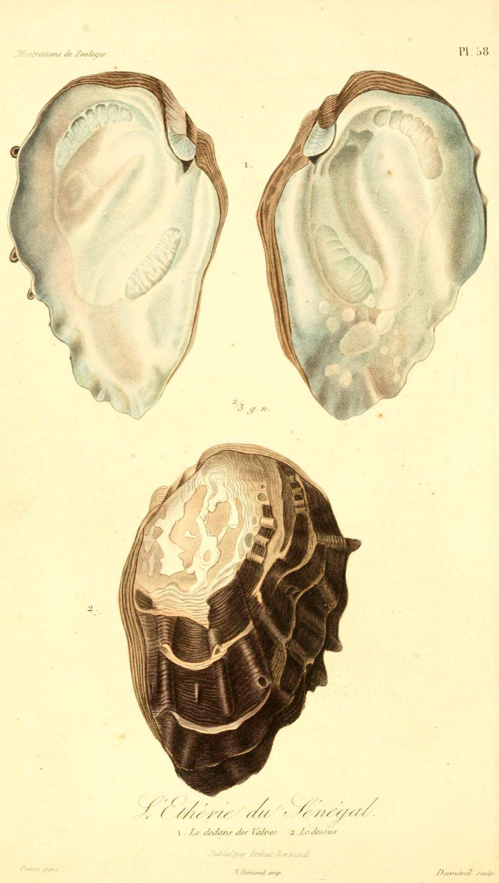 Imagem de Etheria elliptica Lamarck 1807