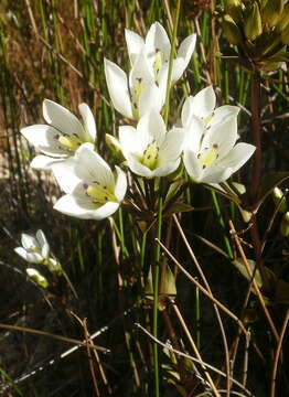 Image de Gentianella bellidifolia (Hook. fil.) Holub