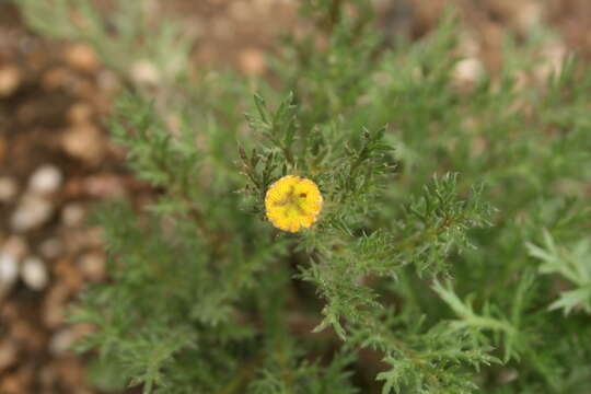 Image of Goose daisy