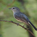 Image of Grey Tit-Flycatcher