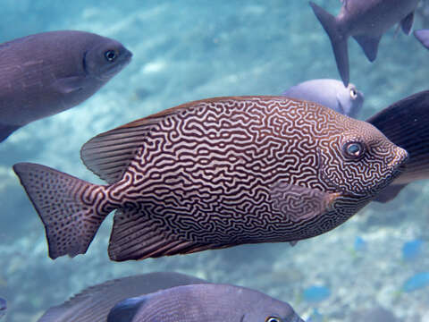 Image of Maze Rabbitfish