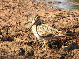 Image of Pin-tailed Snipe