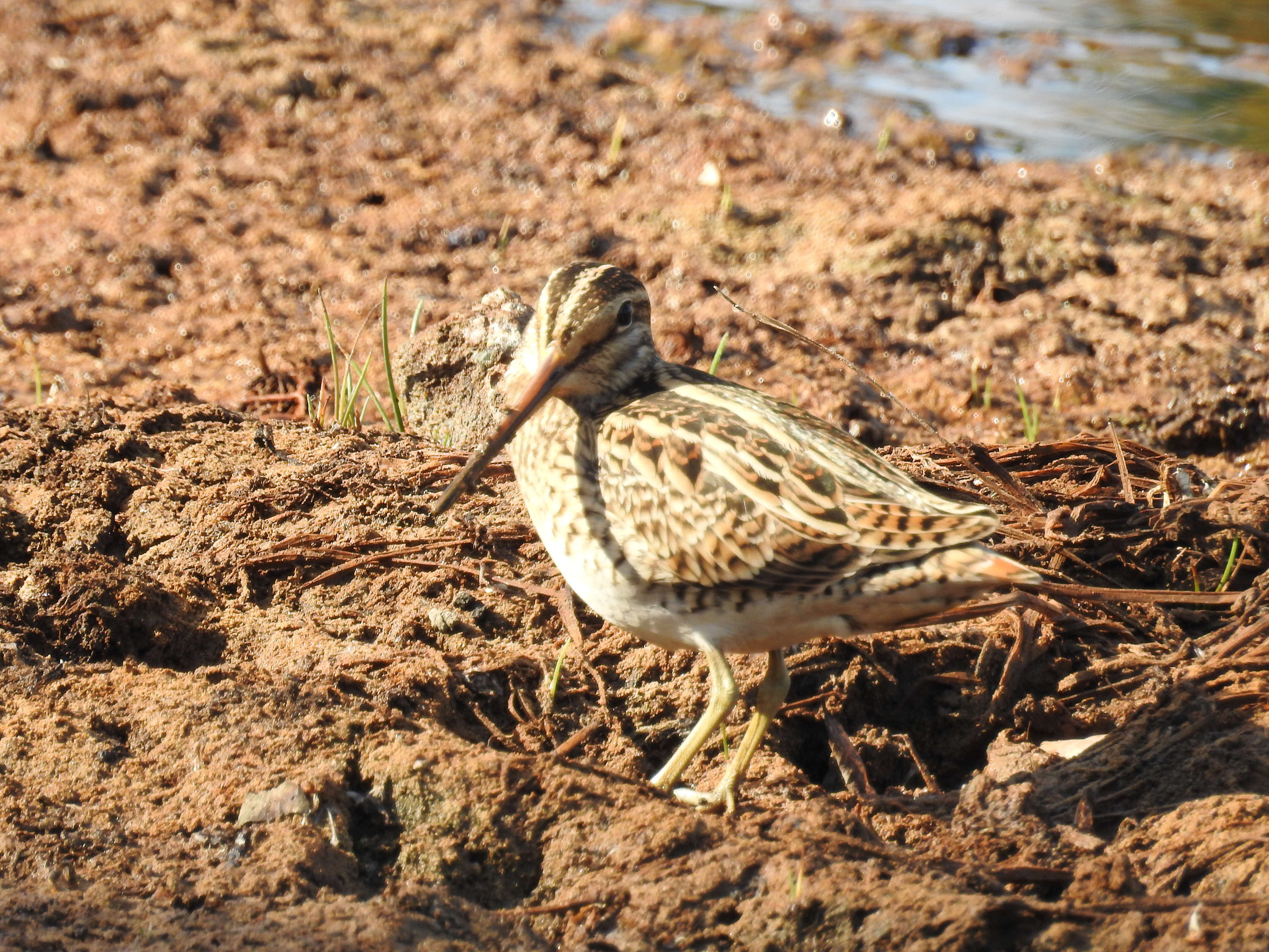 Image of Pin-tailed Snipe